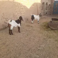 بره و بزغاله