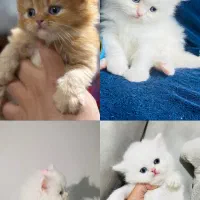 کوچولو های خوشرنگ