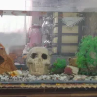 آکواریم|ماهی|سنندج, |دیوار