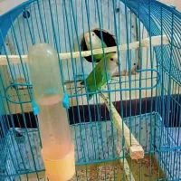 کوتوله یا جوجه برزیلی