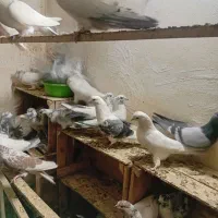 کفتر پرشی|پرنده|ری, شهید بهشتی|دیوار