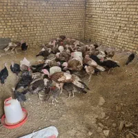 فروش بوقلمون ۲ ماهه تا ۵ ماهه|حیوانات مزرعه|اصفهان, آبشار|دیوار