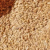 گندم بذری 1 پیشگام آبی ودیمی و سمنویی|خدمات باغبانی و درختکاری|داران, |دیوار