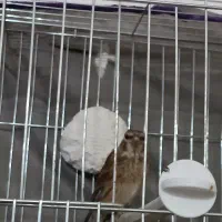 سینهسرخوگلبسر|پرنده|بافت, |دیوار