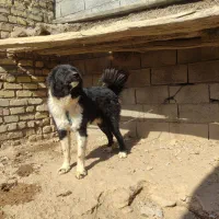 واگذاری توله سگ قدرجونی  نر.نگهبان|سگ|برخوار, |دیوار