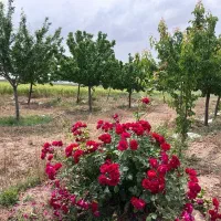 زمین-500متری-با-آب-برق-سندملکی-شاهنامه-دیاکو