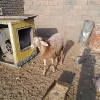 یک راس بره قوچی