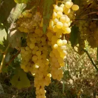 پیش فروش نهال