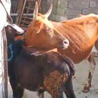 گاو باگوساله نر