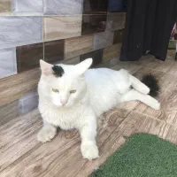 فروش گربه پرشین وان ترکیش نر