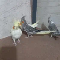 عروس هلندی