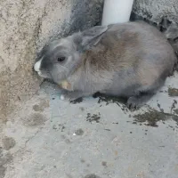 خرگوش ماده بالغ|موش و خرگوش|قوچان, |دیوار