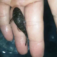 ماهی کت فیش|ماهی|ساری, |دیوار