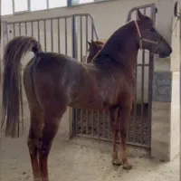 اسب سیلمی کرد