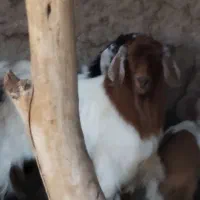 نری و میش و بره چاق چاق