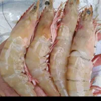 پخش ماهی دریایی و پرورشی درجه یک