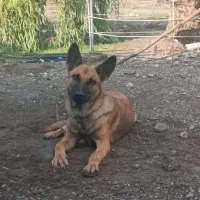 مالینیوز نر