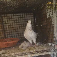 سه تا جونه طوقی زیتونی.و اجری خال سرکه