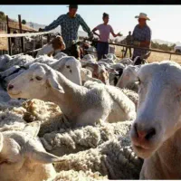 دام زنده تخفیف کشتار رایگان