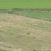 زمین کشاورزی