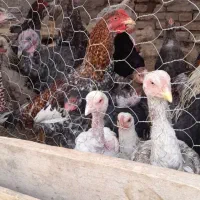 مرغ و خروس|پرنده|کبودرآهنگ, |دیوار