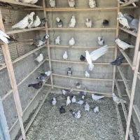 کفتر یا کبوتر|پرنده|ری, علایین|دیوار