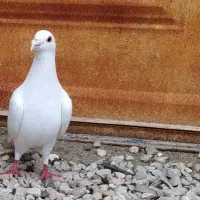 سفید پلاکی نر. 2تا نر پاکستانی بلند پرواز