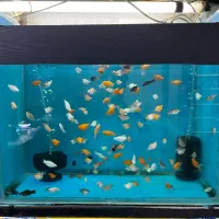 ماهی آکواریم آبنوس|ماهی|قم, هفت تیر|دیوار