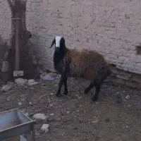 قوچ|حیوانات مزرعه|مهریز, |دیوار