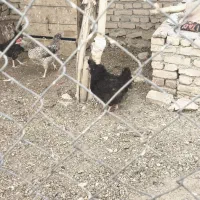 مرغ و خروس بومی|پرنده|کیار, |دیوار