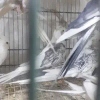 جفت عروس هلندی مولد|پرنده|برخوار, |دیوار