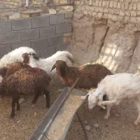 گوسفند زنده|حیوانات مزرعه|مشهد, باغ فراگرد|دیوار