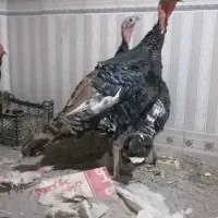 بوقلمون برنز