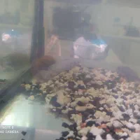 ماهی سیچلارد و بچه گوپی و اکواریوم