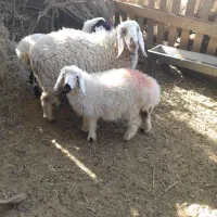 فروش بره نر مری و بره ماده