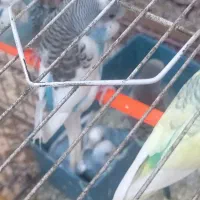 ۶عدد مرغ عشق برافروش|پرنده|مشهد, طبرسی شمالی|دیوار