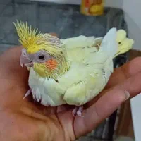 جوجه عروس لوتینو زعفرونی و فنج|پرنده|حمیدیا, |دیوار