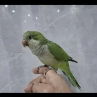 طوطی راهب سخنگو دستی جنسییت ماده