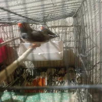 یک جفت فنج