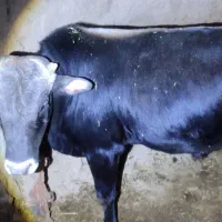 گوساله گوشتی