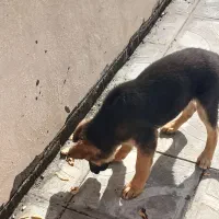 سگ ژرمن|سگ|تربت‌حیدریه, مظفریه|دیوار