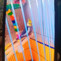 طوطی|پرنده|اسلام‌‌آباد غرب, |دیوار