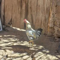 جوجه مرغ و خروس|حیوانات مزرعه|کاشان, فاز ۲ ناجی آباد|دیوار