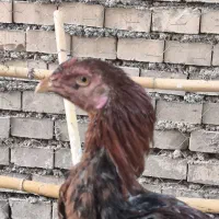 خروس و جوجه خروس لاری