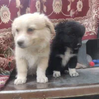 سگ میکس پامرین