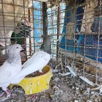 کله ای|پرنده|بم, |دیوار