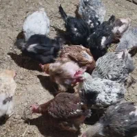 ۱۰عددمرغ ۲سال تخم میزارن هرروز|حیوانات مزرعه|زرین دشت (همدان), |دیوار