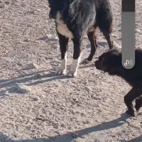 دلبر سیاه به فروش میرسد|سگ|پاسارگاد, |دیوار