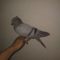 فروشی|کیف، کفش، کمربند|بم, |دیوار