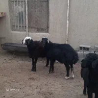 بره نژاد دار مخصوص قوچ|حیوانات مزرعه|شهمیرزاد, |دیوار